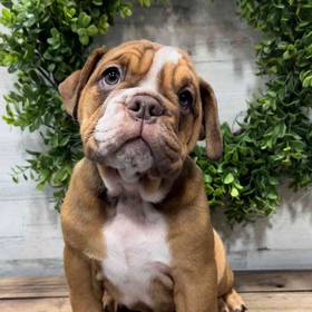 English Bulldog