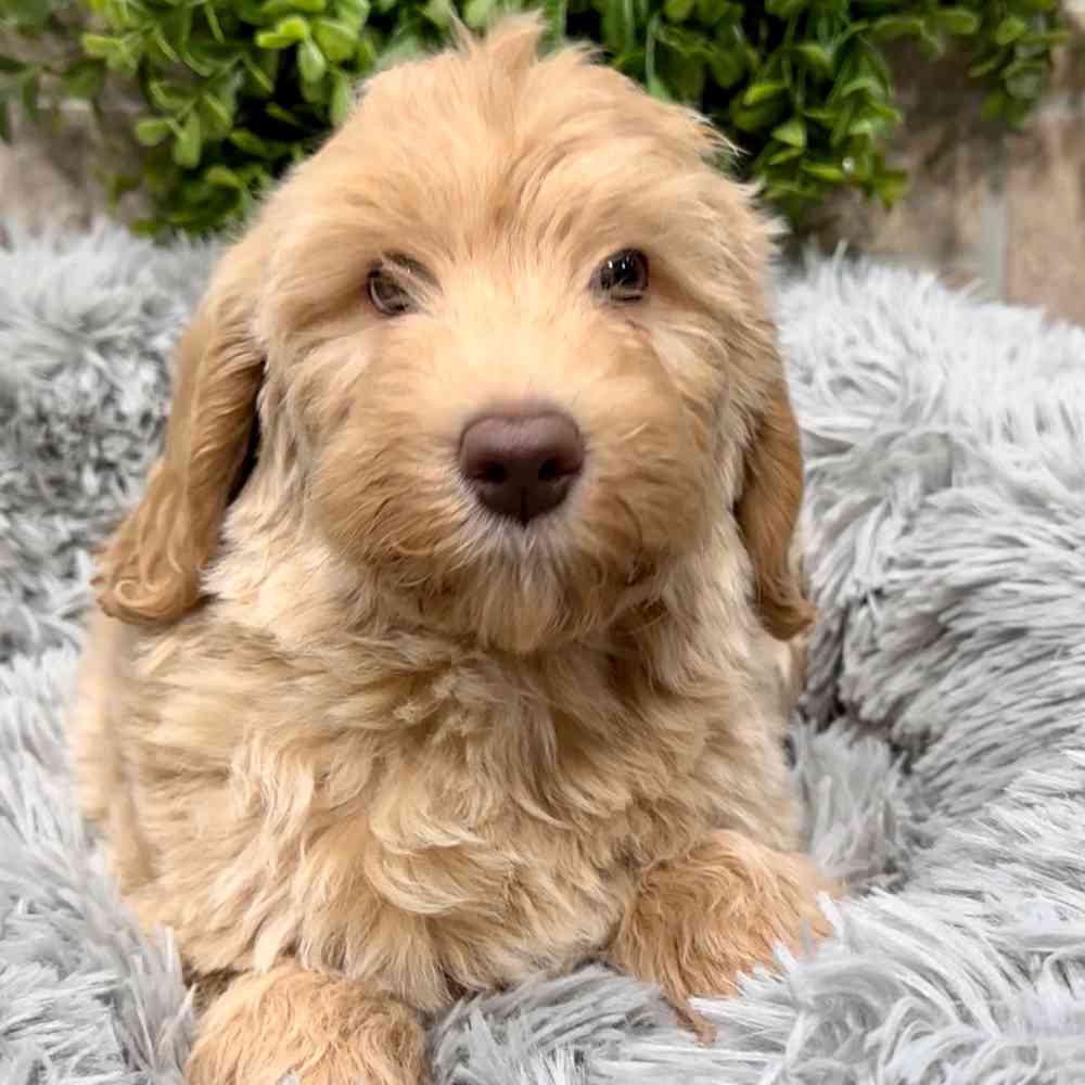 carousel pet images