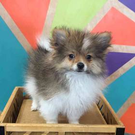 Pomeranian