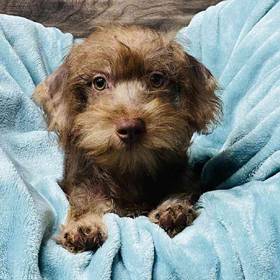 Schnoodle