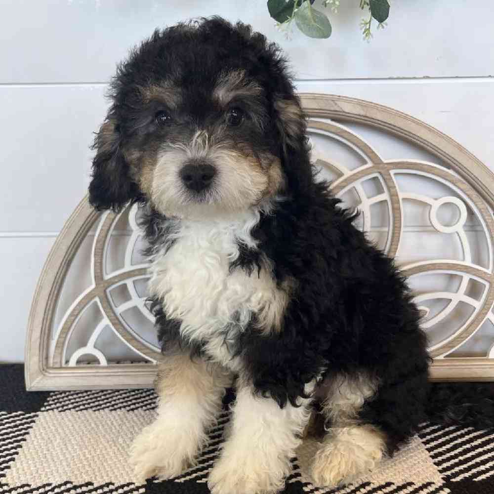 carousel pet images
