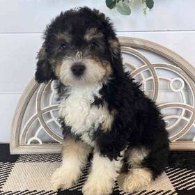 Mini Bernedoodle