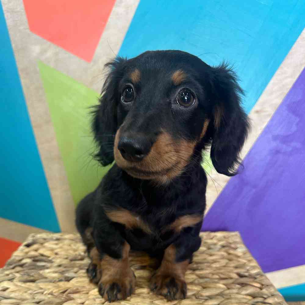 Image of a pet breed in the gallery