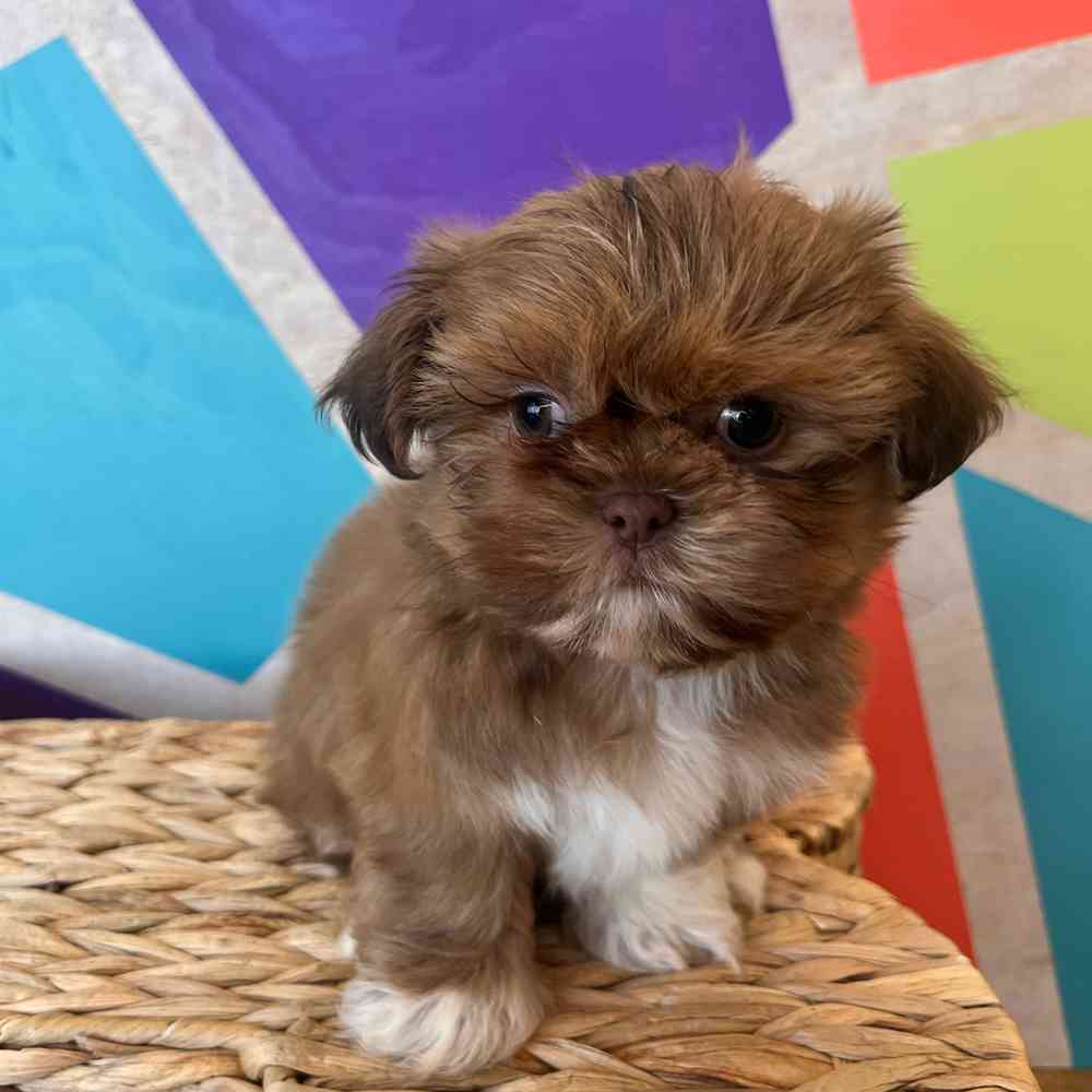 carousel pet images