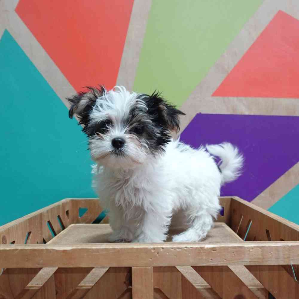 carousel pet images