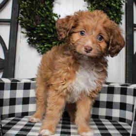 Mini Aussiedoodle