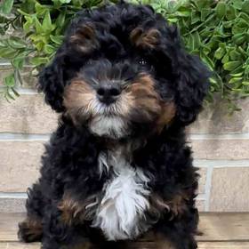 Mini Bernedoodle