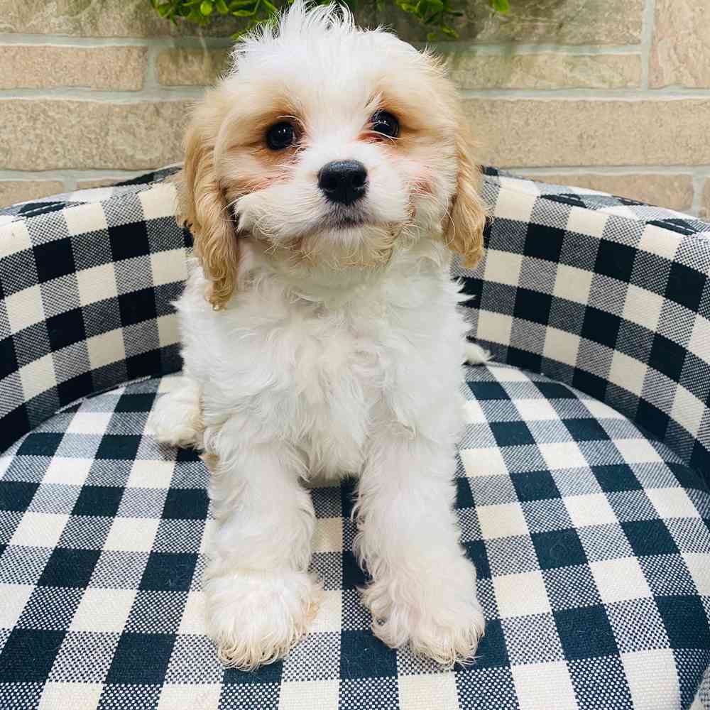 carousel pet images