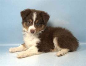 Mini Aussie