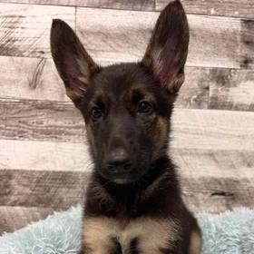 German Shepherd