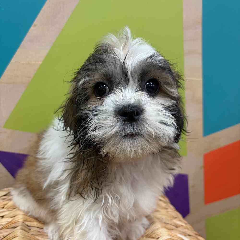 carousel pet images