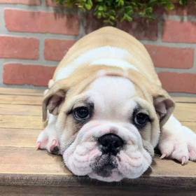 English Bulldog