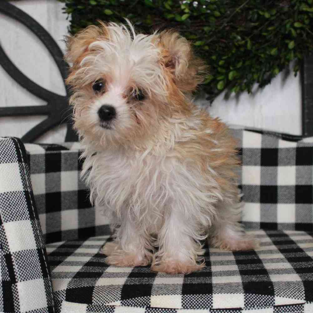 Female Morkie Puppy for sale