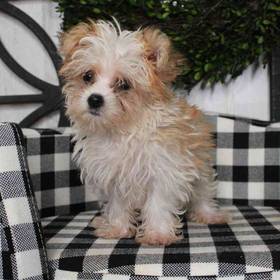 Morkie