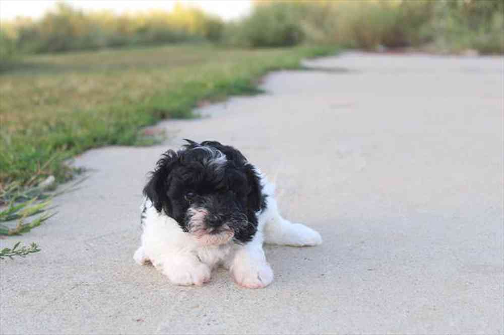 carousel pet images