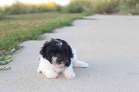Mini Poodle