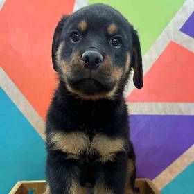 Rottweiler