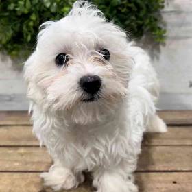 Coton De Tulear