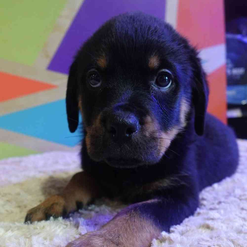 carousel pet images