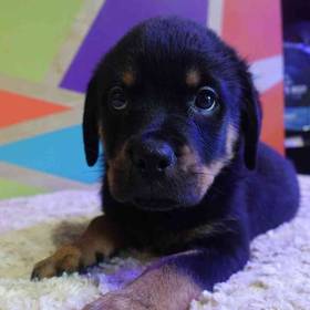 Rottweiler