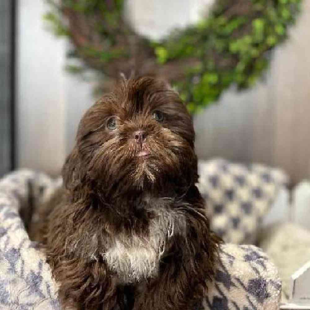 carousel pet images