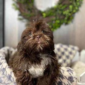 Shih Tzu