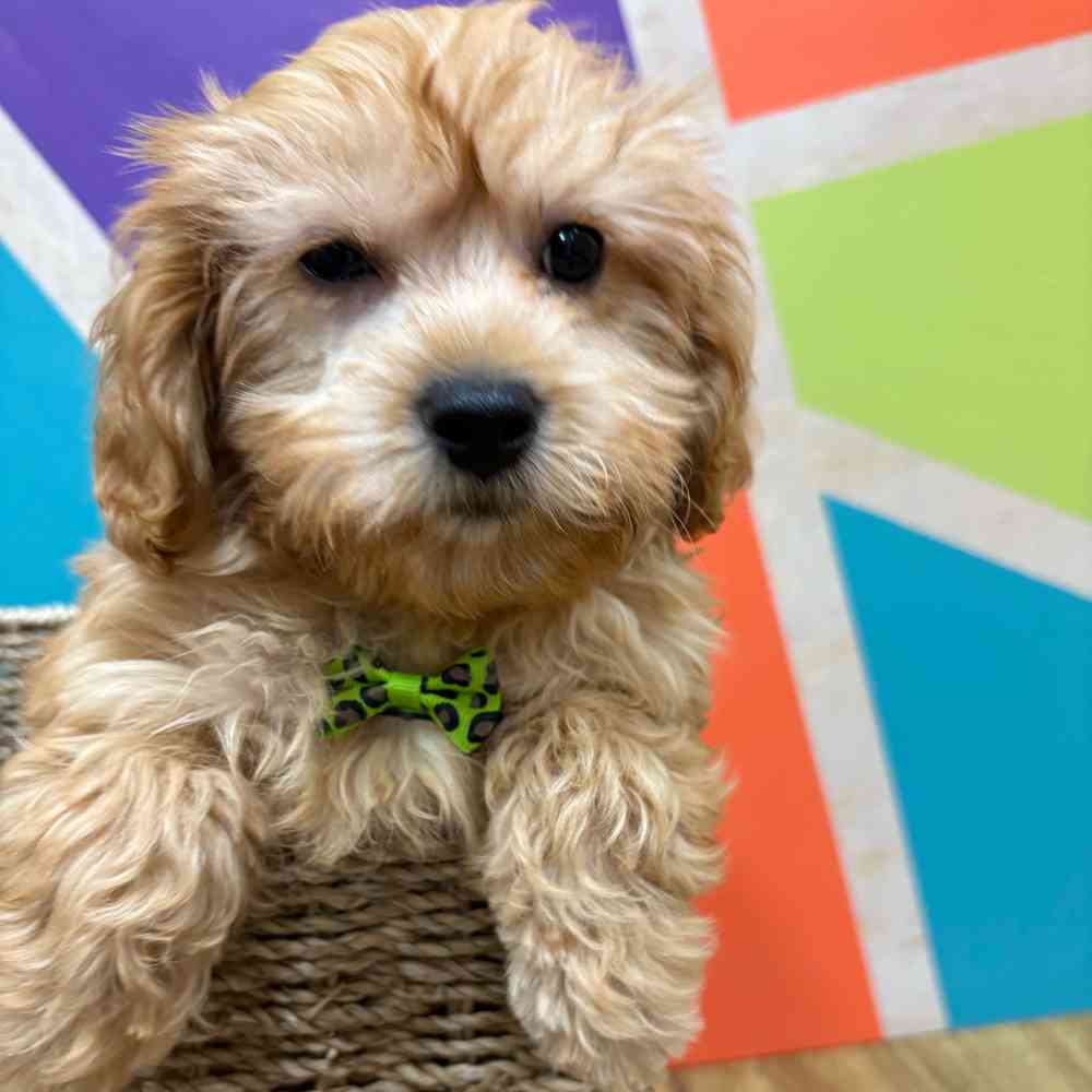carousel pet images
