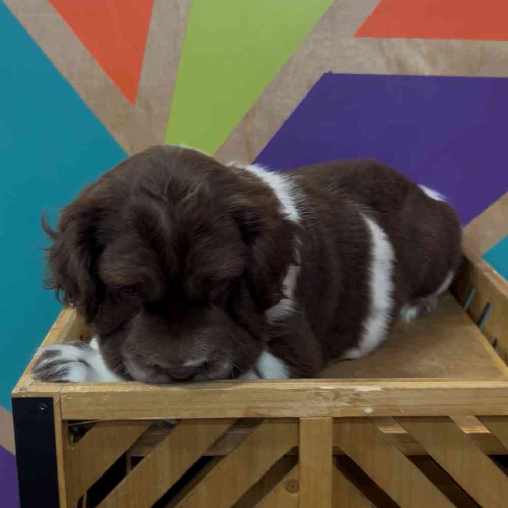 carousel pet images