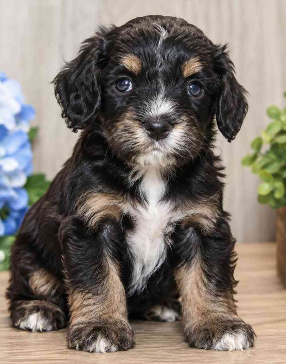 carousel pet images
