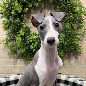 Italian Greyhound