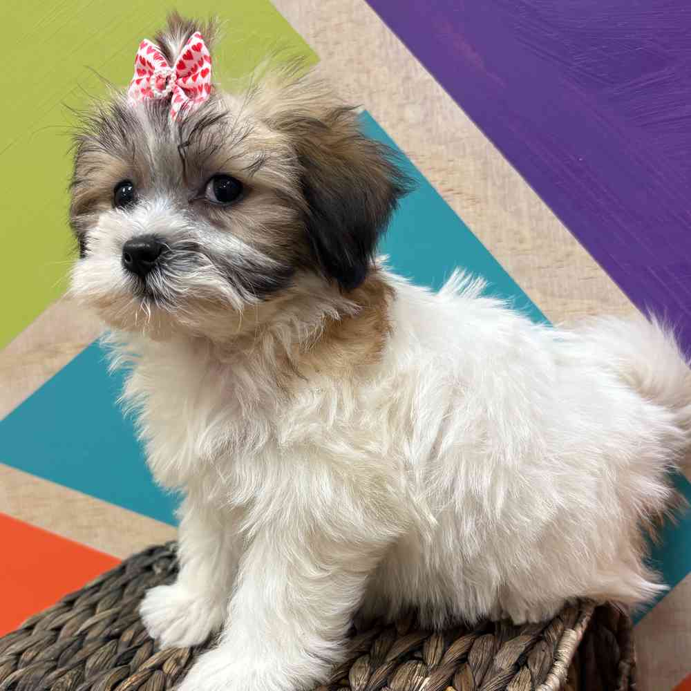 carousel pet images