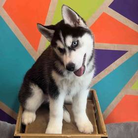 Siberian Husky