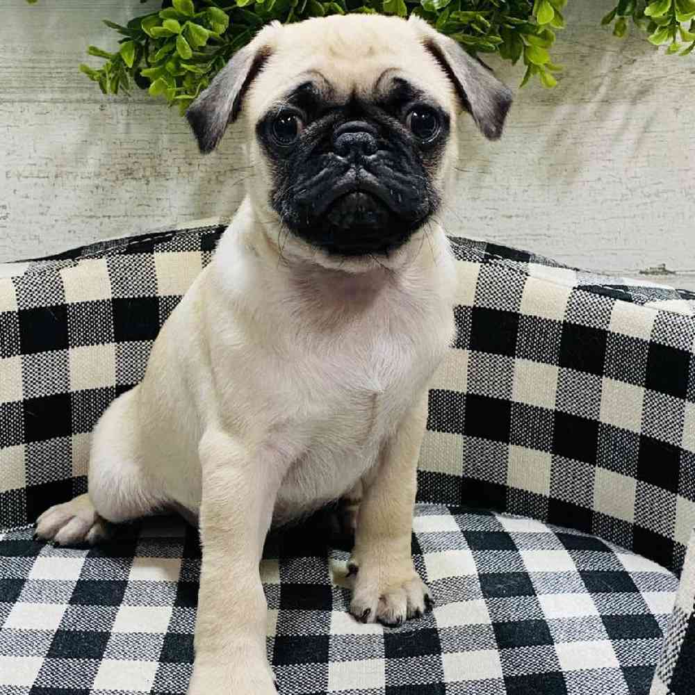 Male Pug Puppy for sale