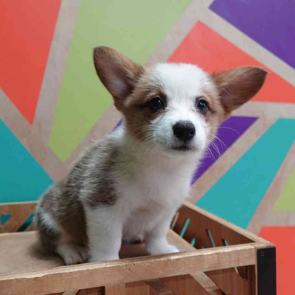 carousel pet images
