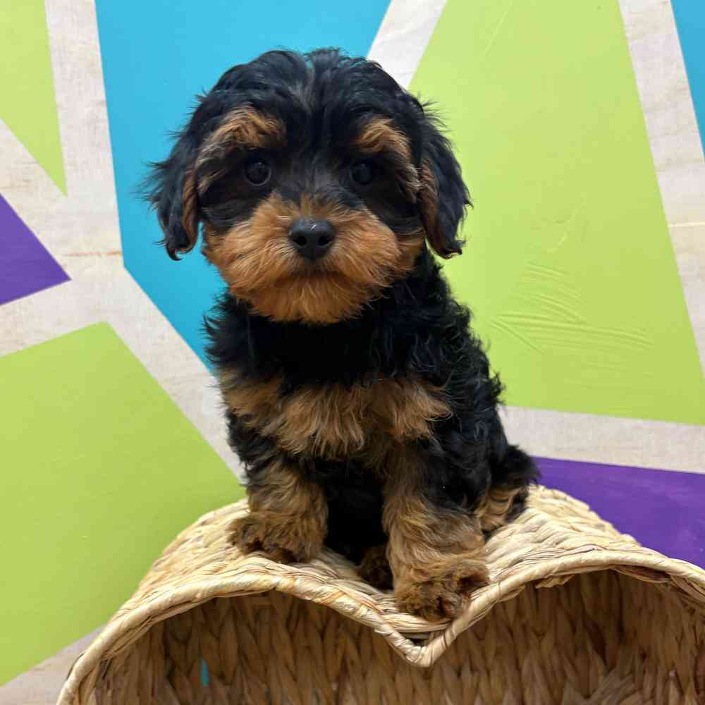 carousel pet images