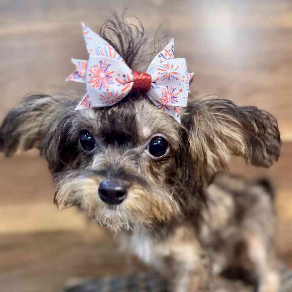 carousel pet images