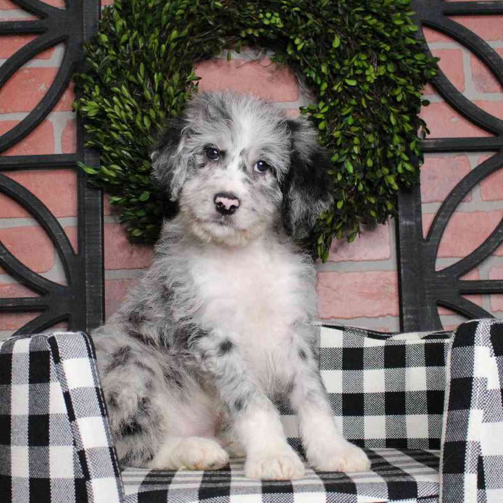 Female Aussiedoodle Puppy for sale