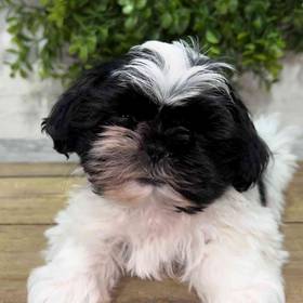 Shih Tzu