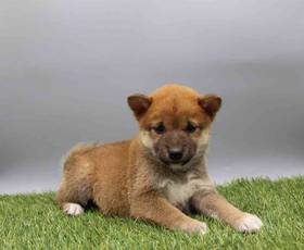 Shiba Inu