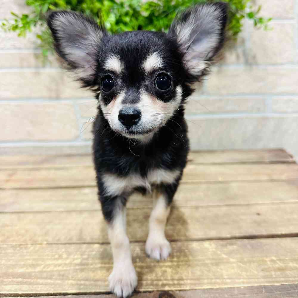 carousel pet images