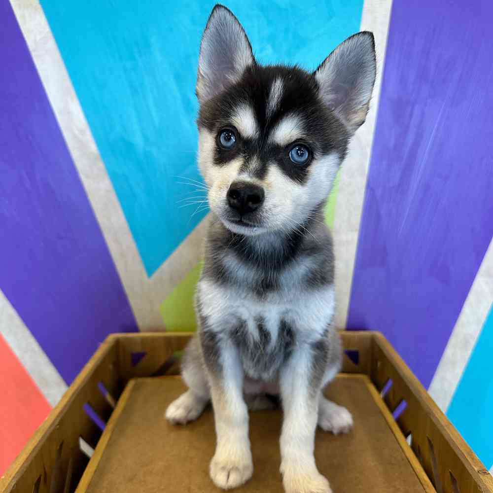 Image of a pet breed in the gallery