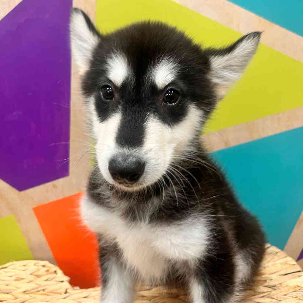 carousel pet images