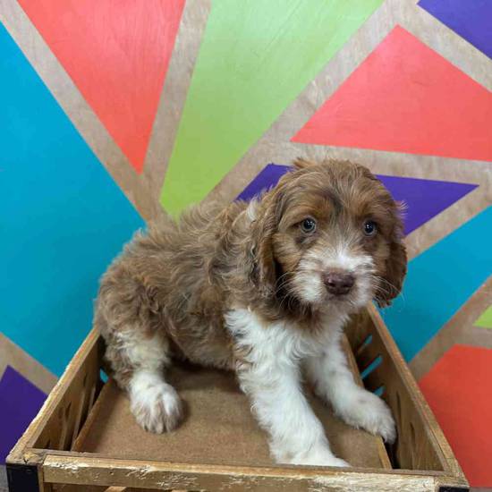 Cockapoo
