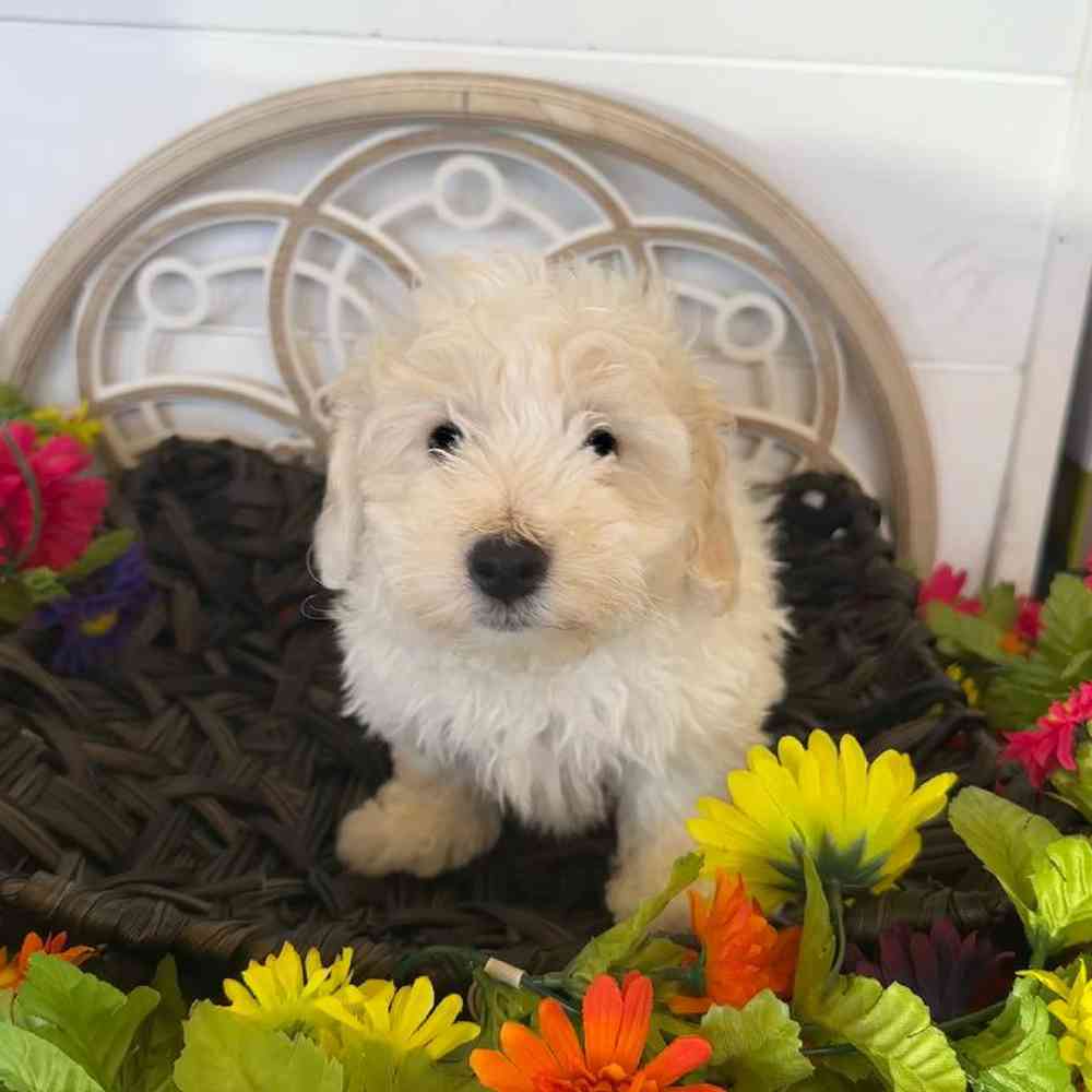 Male Bichon Puppy for Sale in Rogers, AR