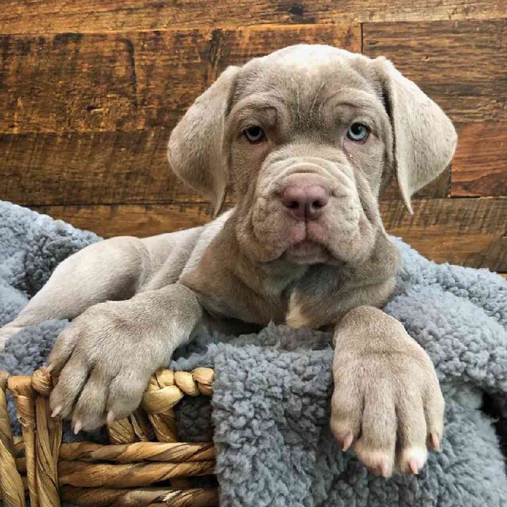 carousel pet images
