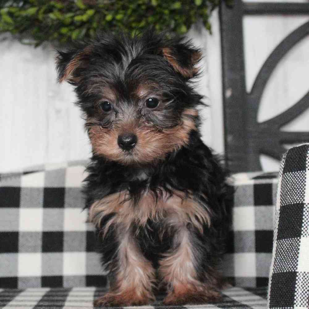 Male Yorkie Puppy for sale