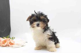 Biewer Terrier