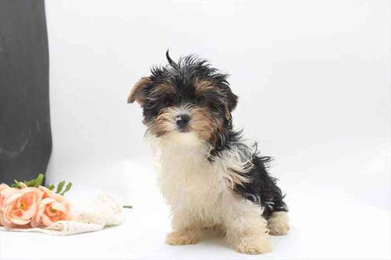 Biewer Terrier