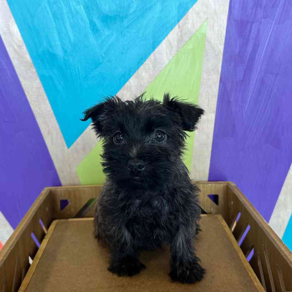 Image of a pet breed in the gallery