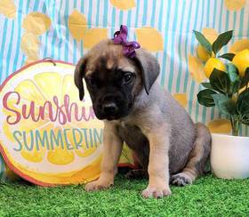 English Mastiff
